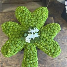 Shamrock